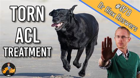 torn acl treatment for dogs